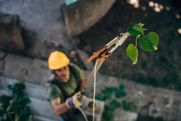 How Our Tree Care Process Works  in Bloomington, CA